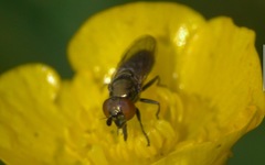 Lejogaster metallina