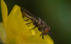 Lejogaster metallina