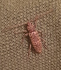 Trichoferus holosericeus