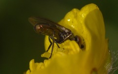 Lejogaster metallina