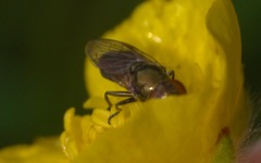 Lejogaster metallina