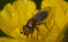 Lejogaster metallina