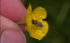 Lejogaster metallina