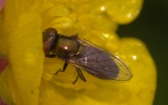 Lejogaster metallina