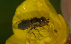 Lejogaster metallina