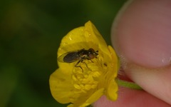 Lejogaster metallina