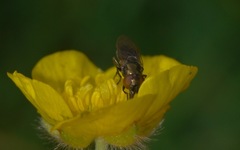 Lejogaster metallina