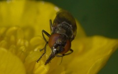 Lejogaster metallina