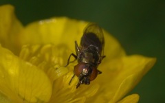 Lejogaster metallina