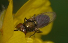 Lejogaster metallina