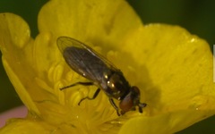 Lejogaster metallina