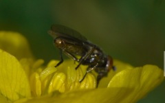 Lejogaster metallina