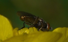 Lejogaster metallina