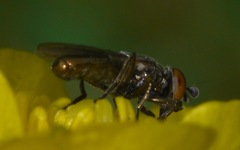 Lejogaster metallina