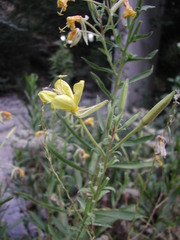 Oenothera elata hirsutissima