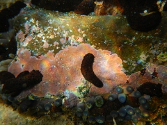 Holothuria difficilis