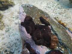 Holothuria difficilis