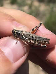 Melanoplus occidentalis