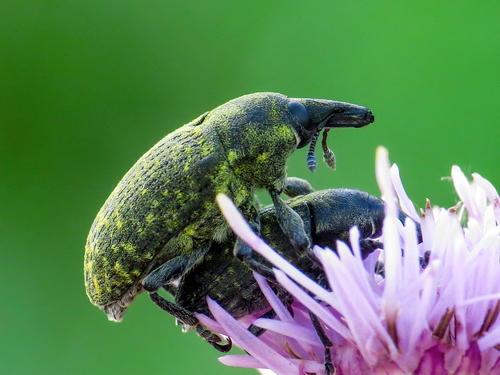 Turbine Cylindrical Weevil, Bellingwedde, Groningen, Netherlands, photo 10 of 10