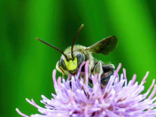 European Yellow Loosestrife Bee, Bellingwedde, Groningen, Netherlands, photo 5 of 10