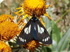 Gnophaela discreta