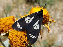 Gnophaela discreta
