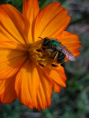 Agapostemon splendens