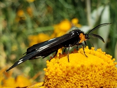 Gnophaela discreta