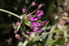 Allium brevistylum