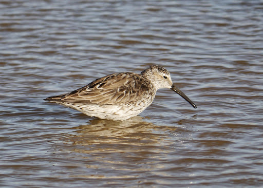 Stilt Sandpiper