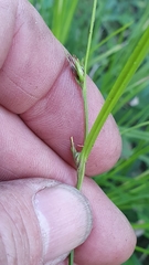 Scleria mackaviensis