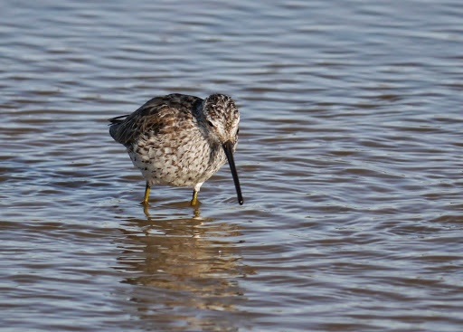 Stilt Sandpiper