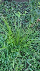 Scleria mackaviensis