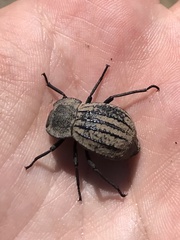 Philolithus sordidus