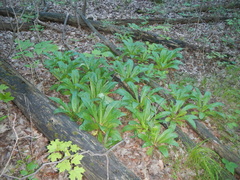 Frasera caroliniensis