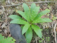 Frasera caroliniensis