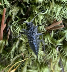 Lepturopsis dolorosa