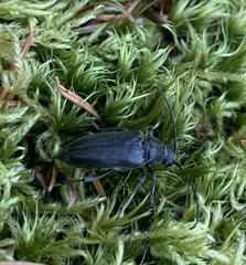 Lepturopsis dolorosa