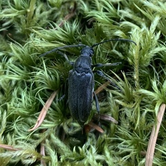 Lepturopsis dolorosa