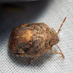 Stethaulax marmorata