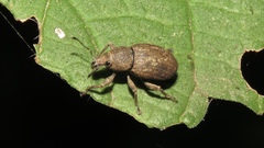 Anametis granulata