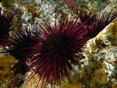 Echinometra insularis