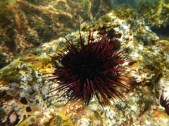 Echinometra insularis