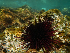 Echinometra insularis