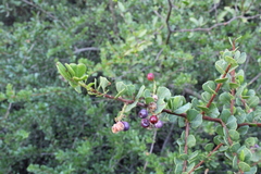 Schinus