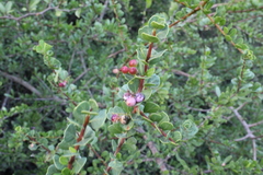 Schinus