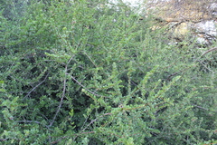 Schinus