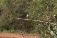 Merops orientalis ceylonicus