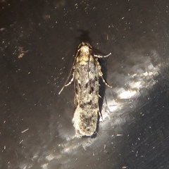 Chionodes thoraceochrella