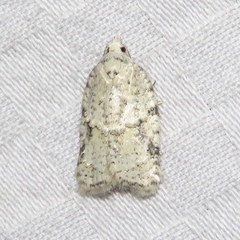 Acleris placidana